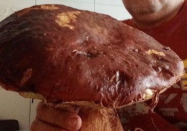 Un boletus de casi 3 kilos en los montes de León: «Lo vimos desde el coche»