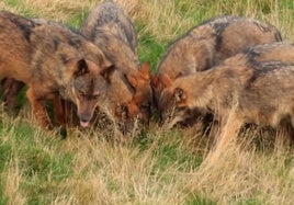 Los lobeznos, alimentánodse en un paraje de Picos de Europa.