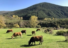 Vacas pastando en un prado en León.