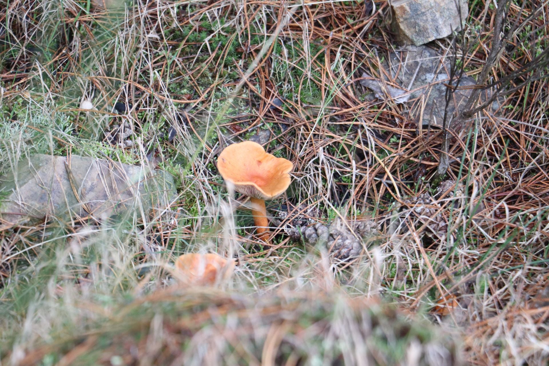 Recogida de setas en Omaña