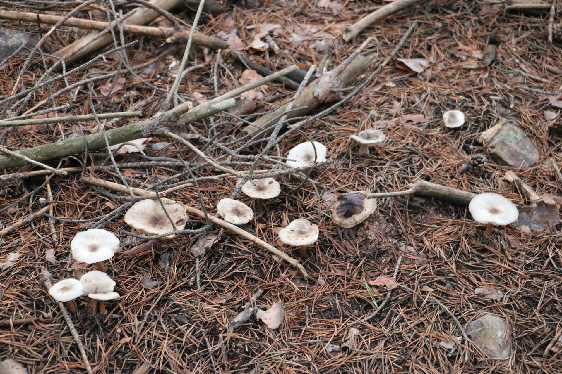 Recogida de setas en Omaña