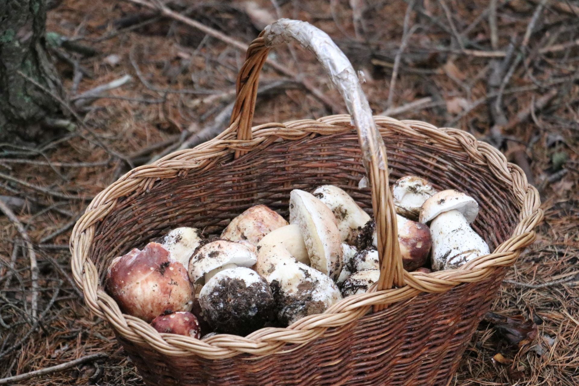 Recogida de setas en Omaña