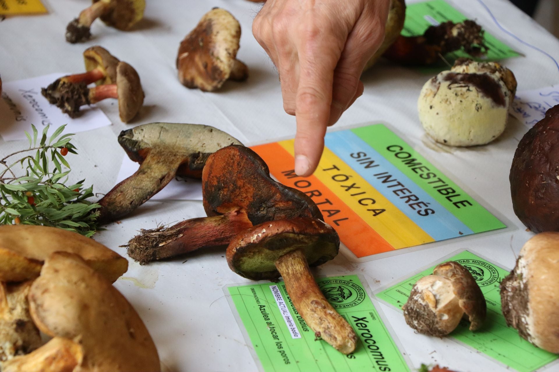 Exposición de setas en el Palacio de los Guzmanes