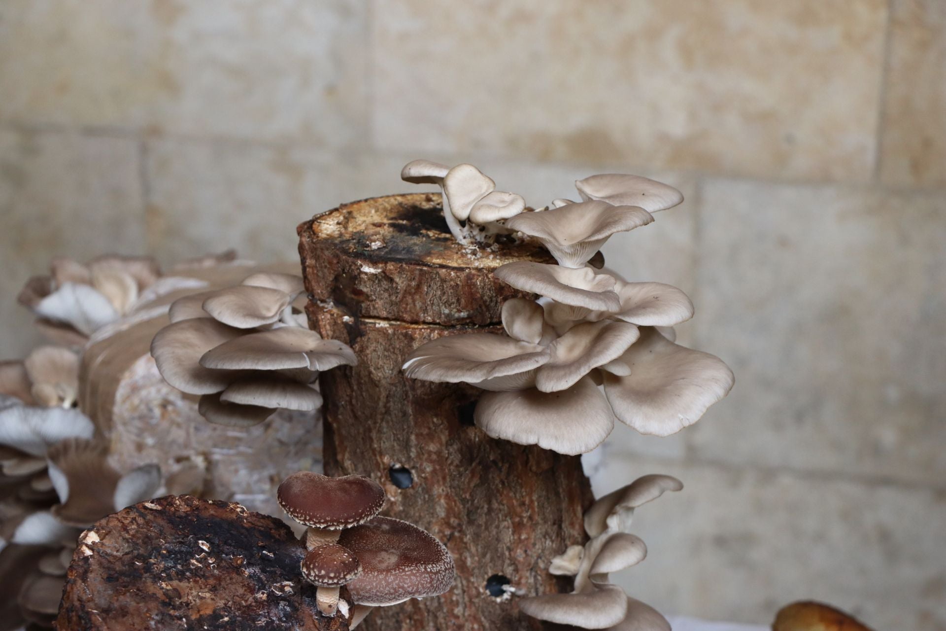 Exposición de setas en el Palacio de los Guzmanes