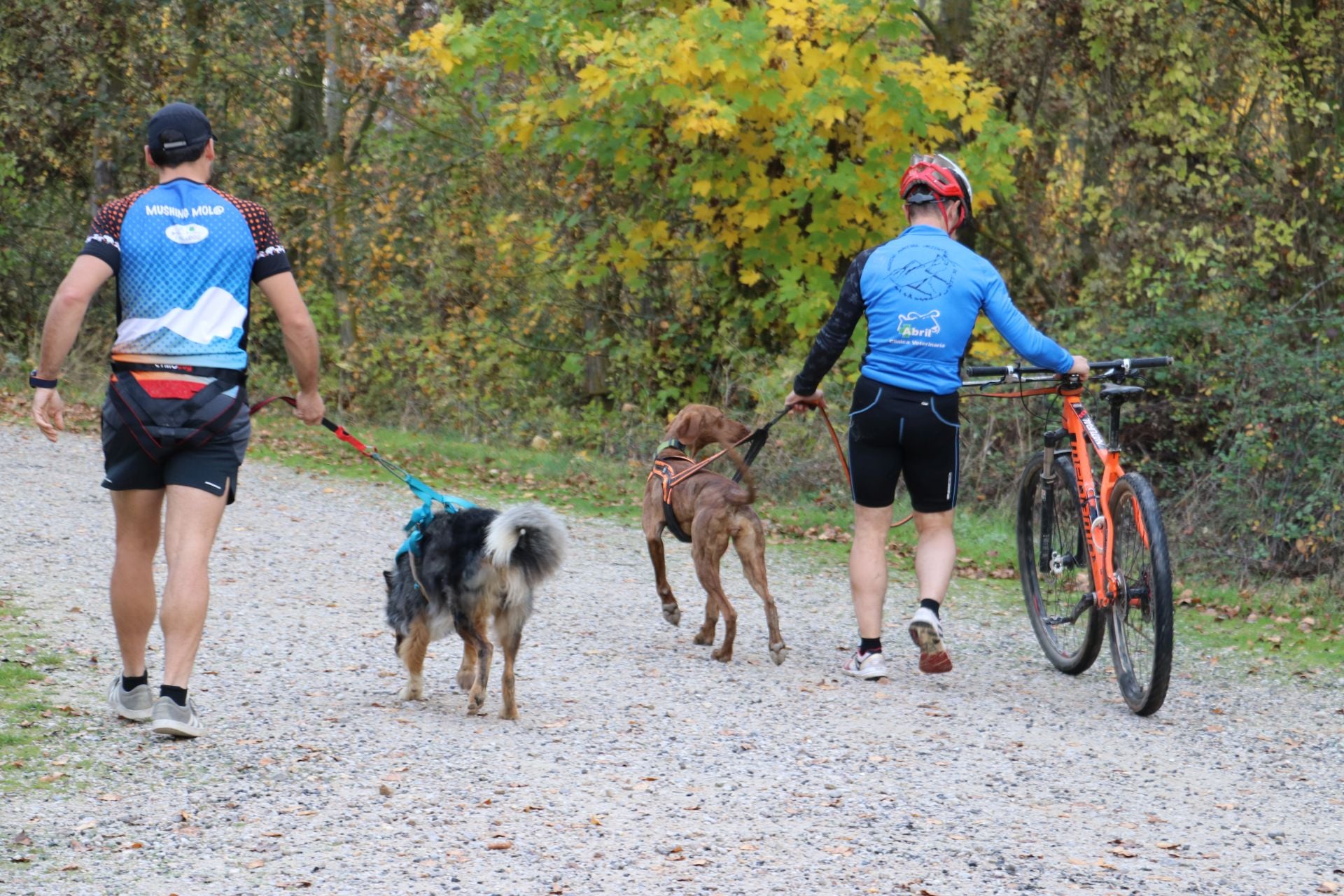 Entrenamiento de mushing en León