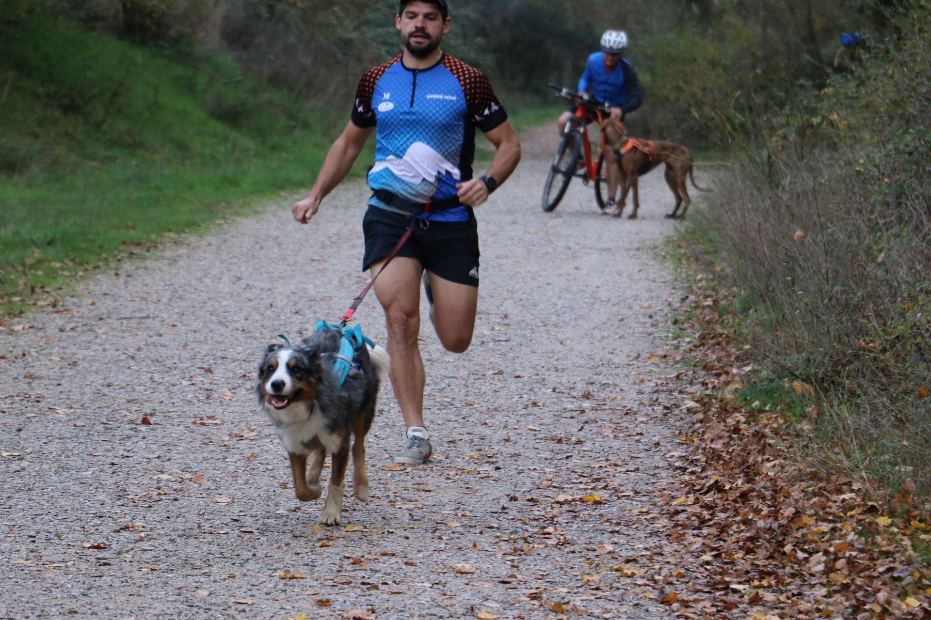 Entrenamiento de mushing en León