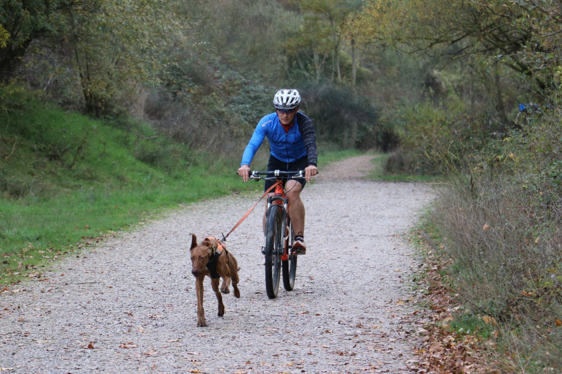 Entrenamiento de mushing en León