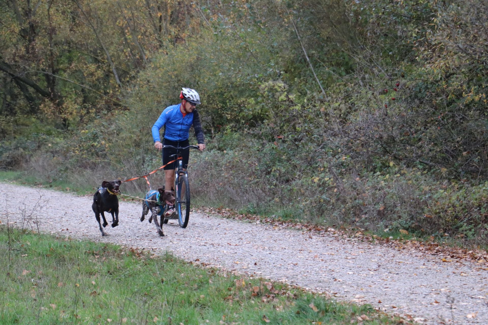 Entrenamiento de mushing en León