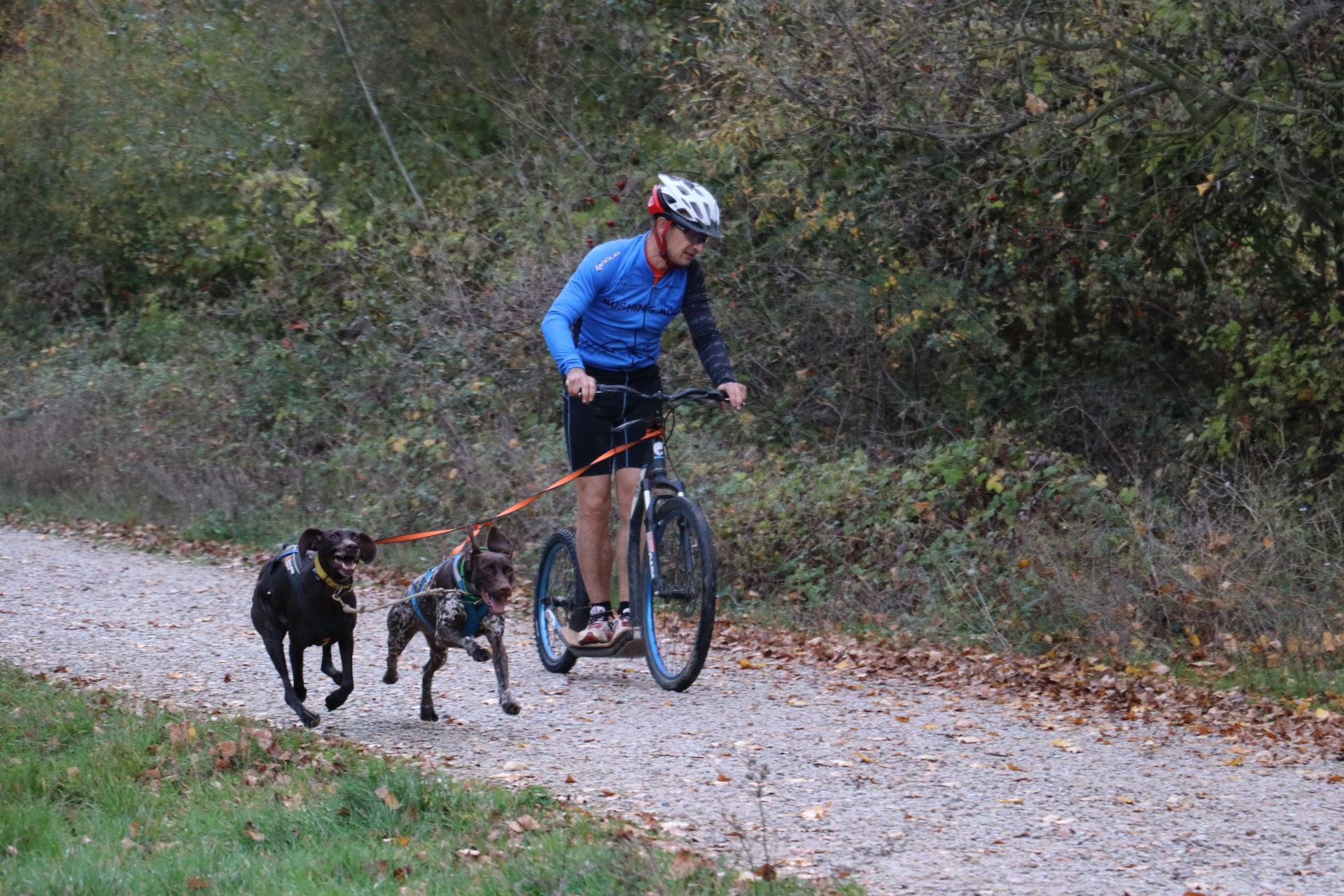 Entrenamiento de mushing en León