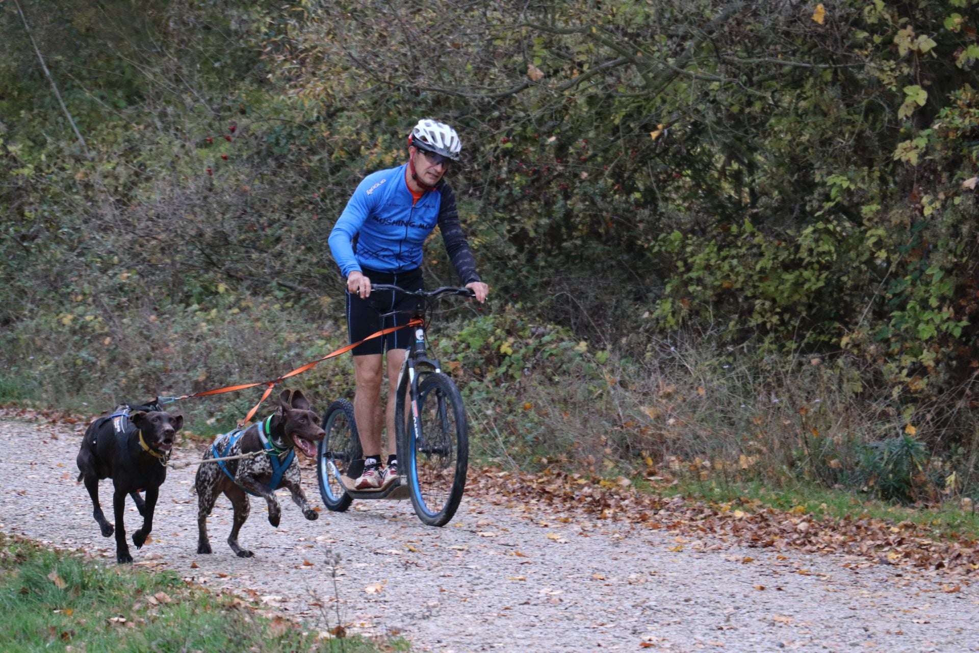 Entrenamiento de mushing en León