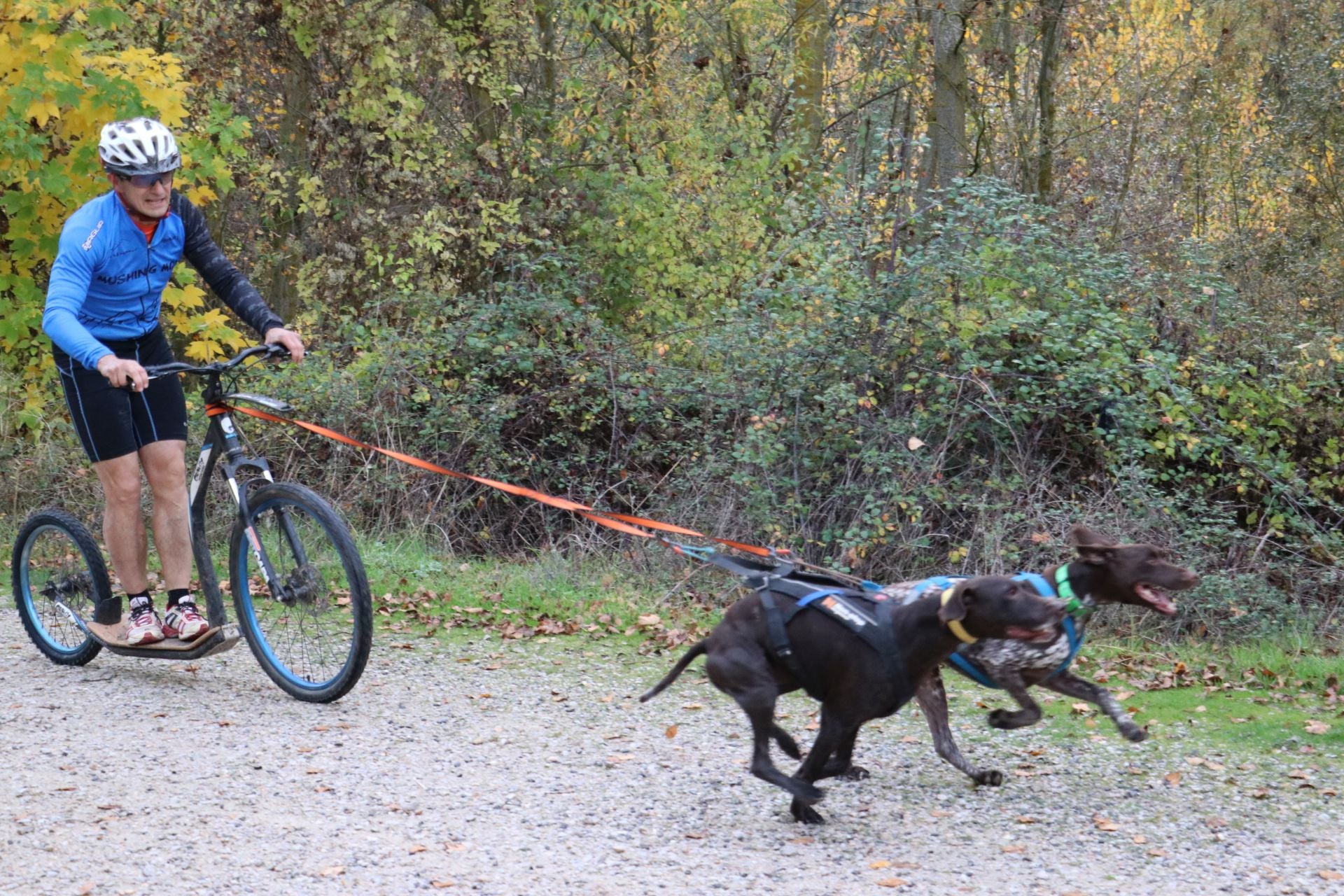 Entrenamiento de mushing en León