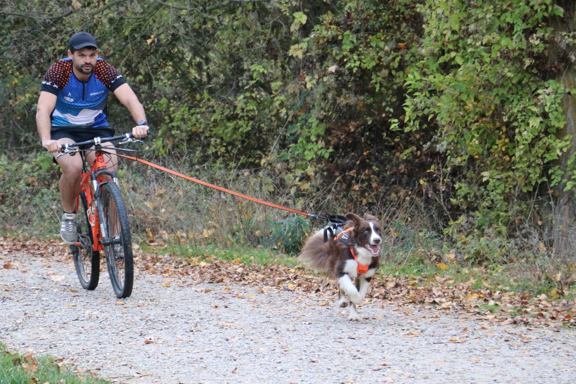 Entrenamiento de mushing en León