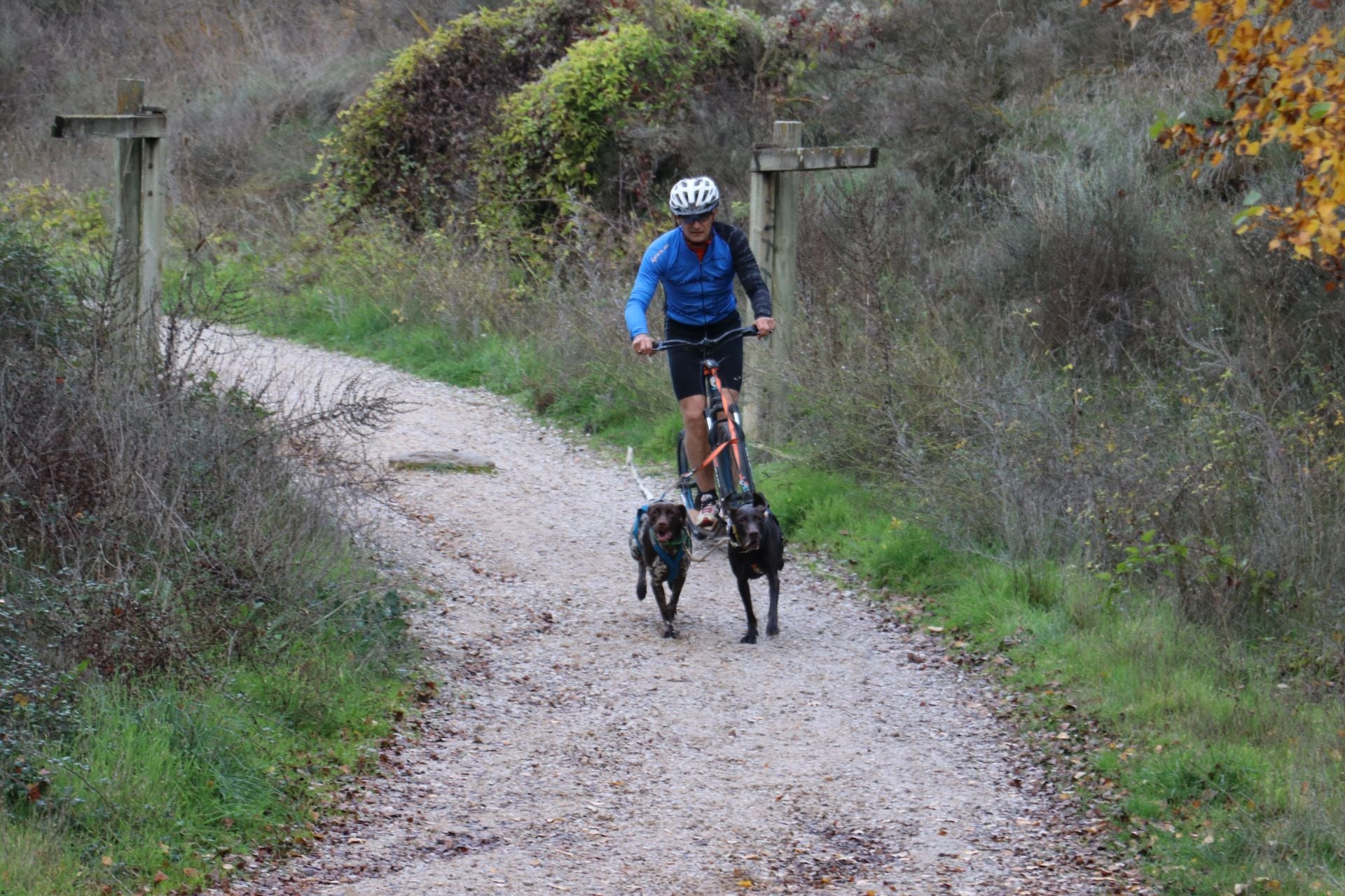 Entrenamiento de mushing en León