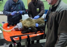 El osezno de Barniedo, durante su tratamiento veterinario en el CRAS de Valladolid.