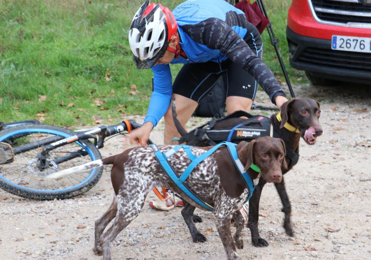 Entrenamiento de mushing en León.