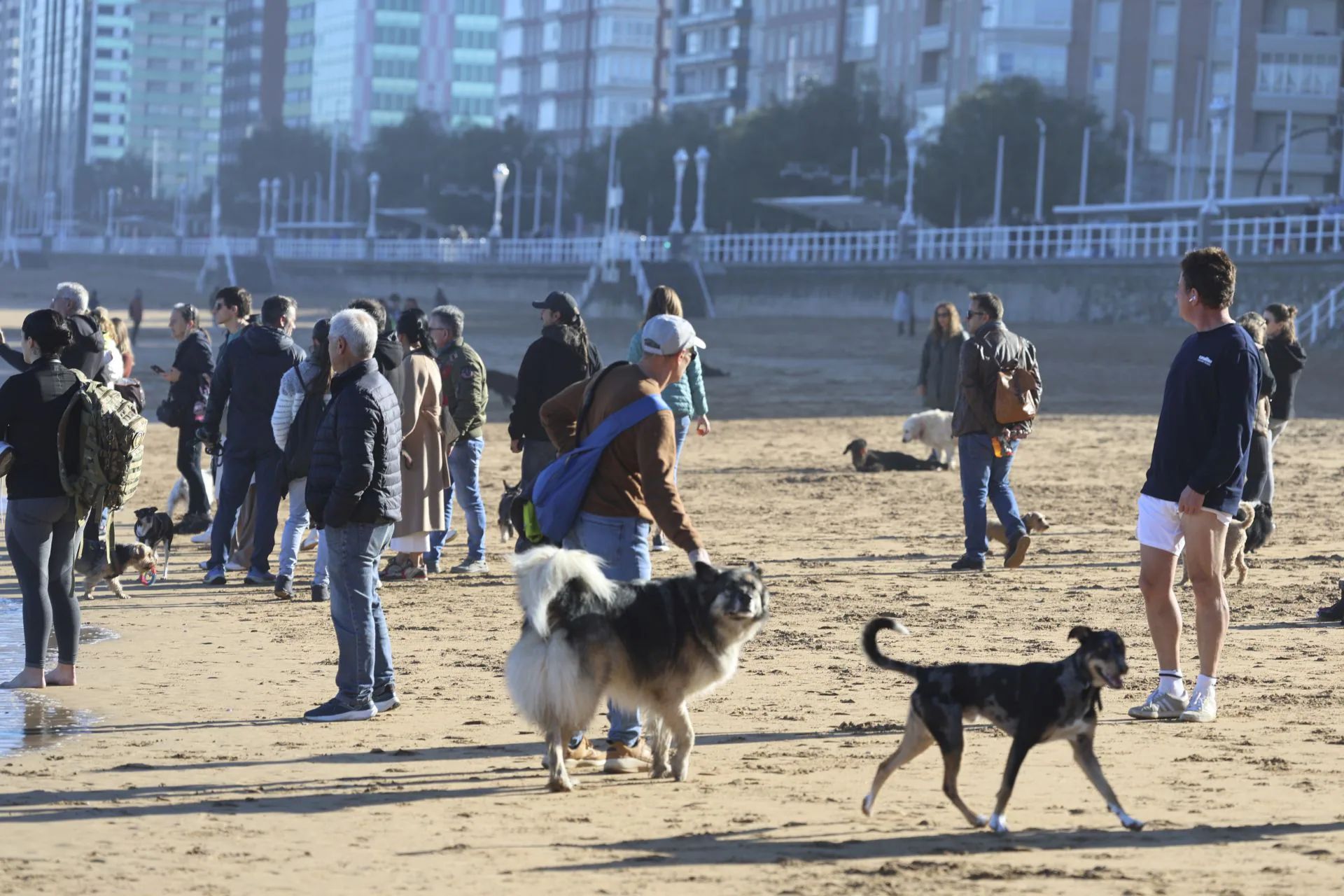 Las imágenes del cachalote varado en Gijón