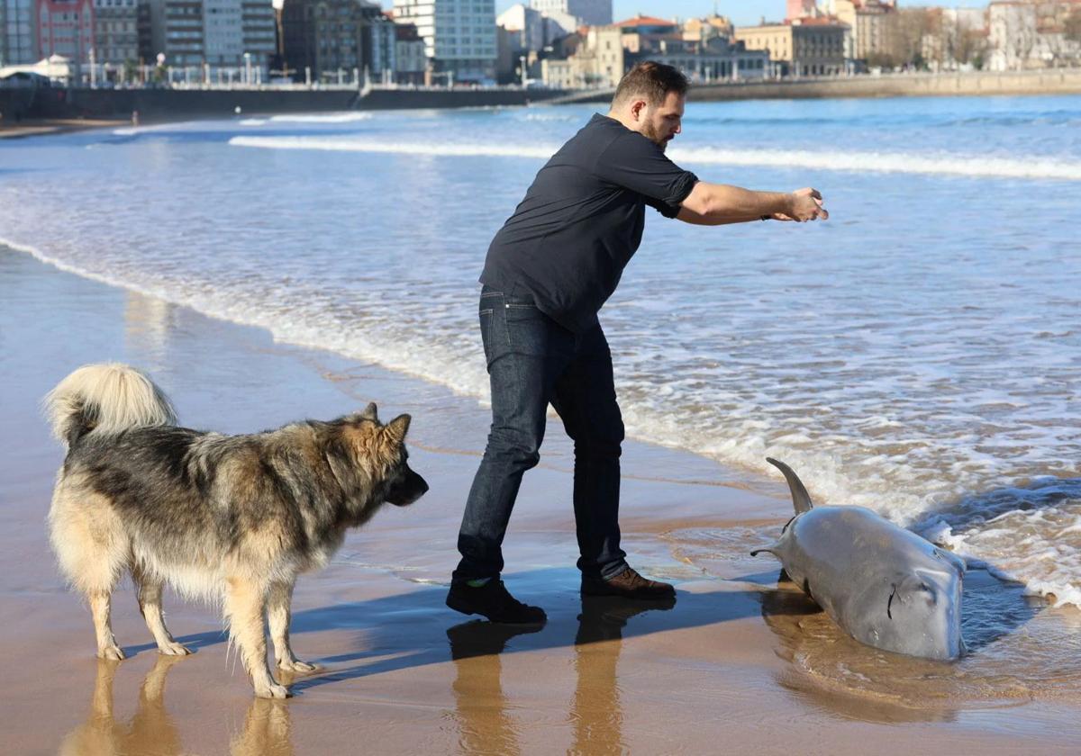 Las imágenes del cachalote varado en Gijón