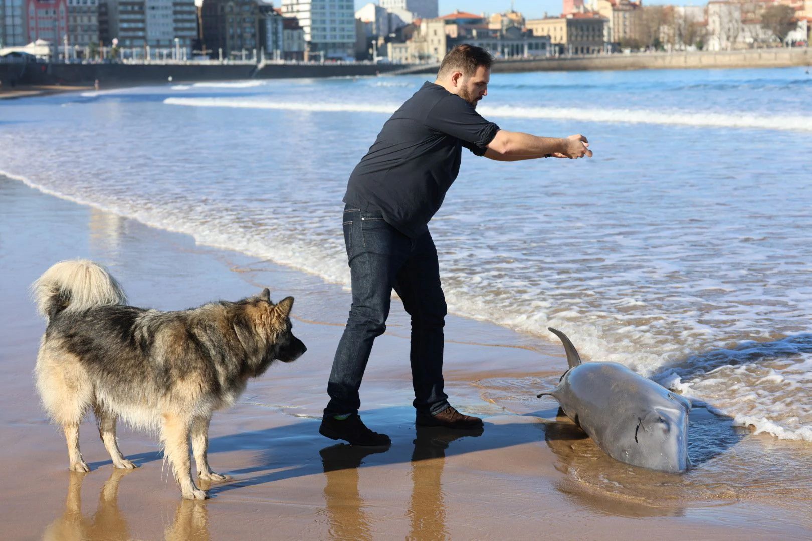 Las imágenes del cachalote varado en Gijón