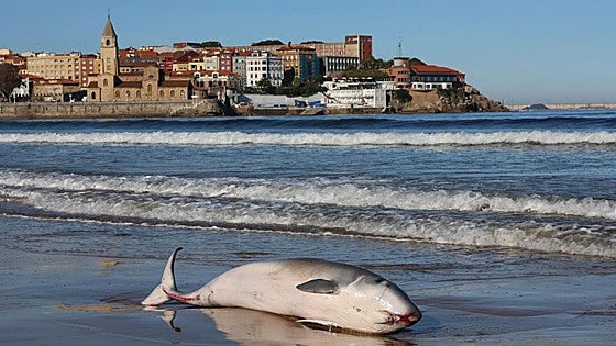 Gran expectación en la playa de San Lorenzo de Gijón por un cachalote pigmeo varado