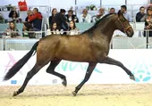 Cinco premios internacionales a la nobleza de un pura raza español de León