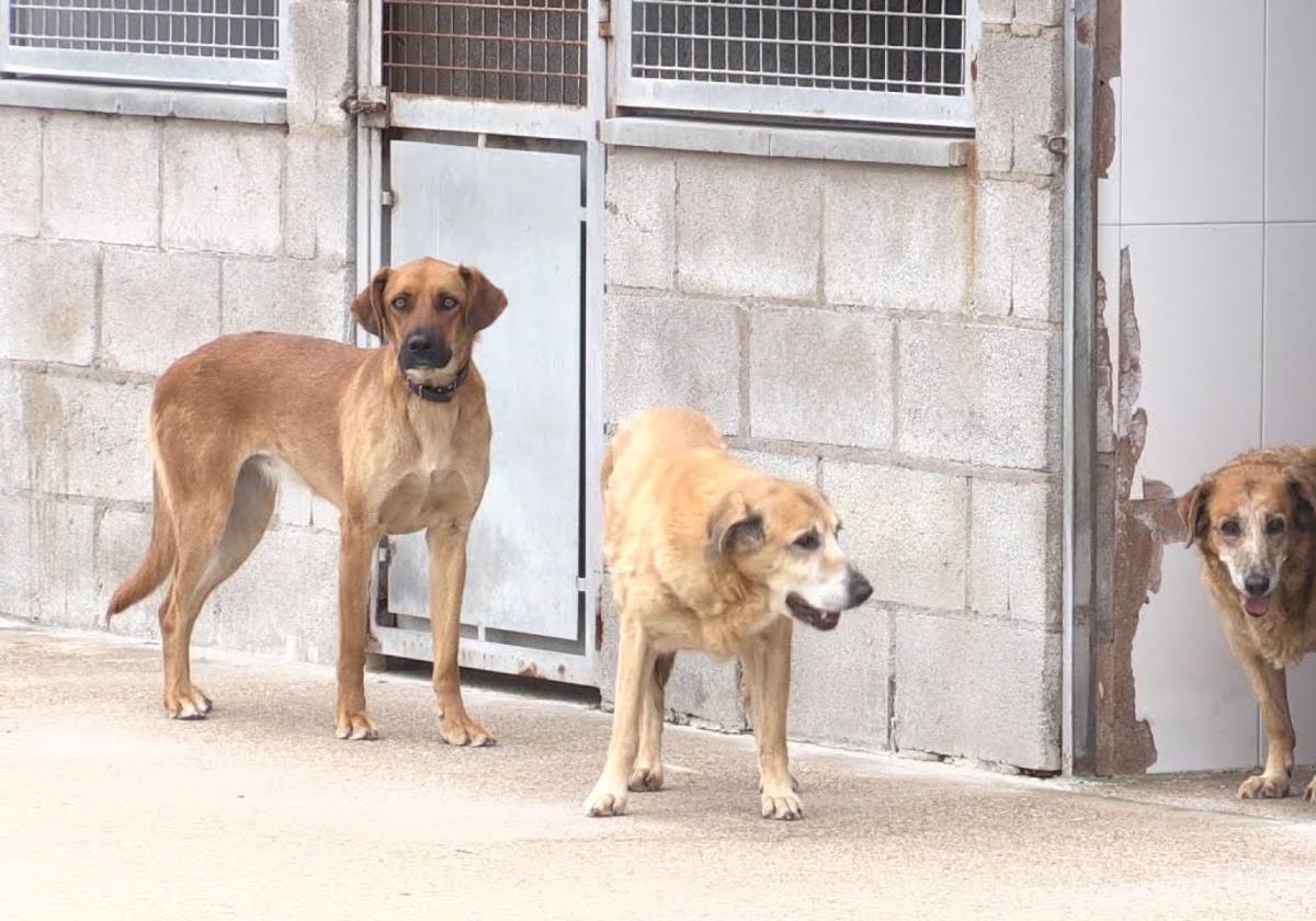 La «concienciación» y las adopciones de animales aumentan en León en vísperas de Navidad