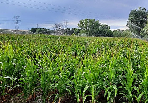 Foto de archivo de regadío.