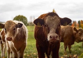 La producción ganadera y la reducción del gasto en fertilizantes dispara la renta agraria de 2023