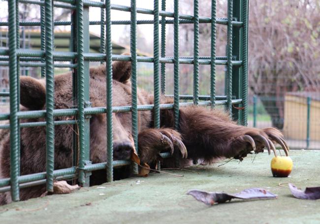 El oso Ponderoso intenta coger una manzana.
