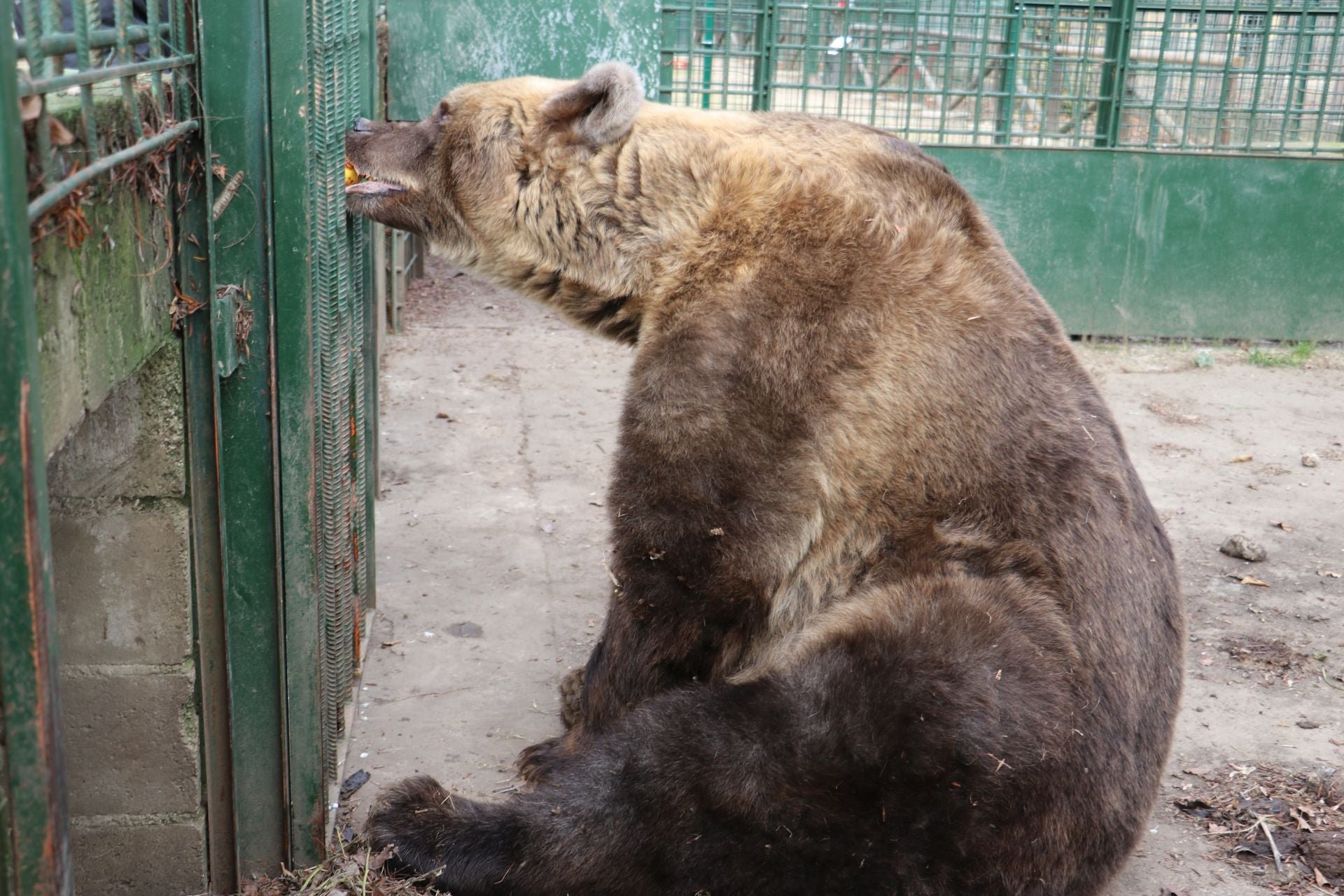 Así viven los osos del Coto Escolar de León