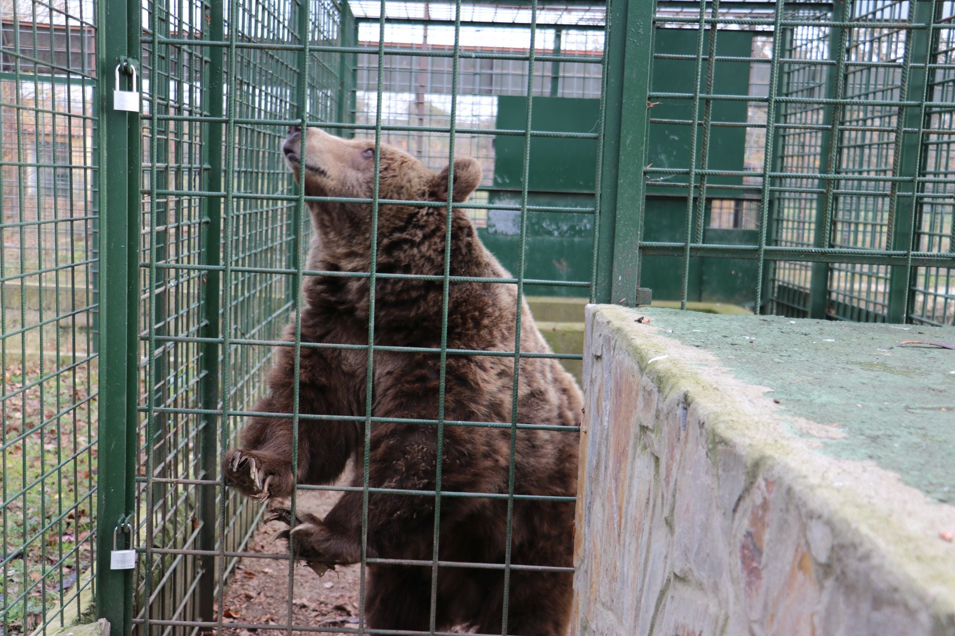 Así viven los osos del Coto Escolar de León