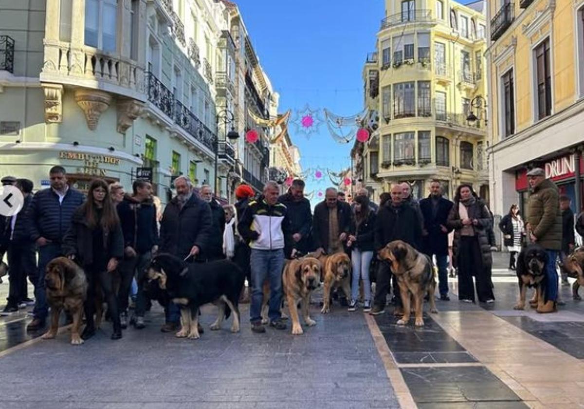 Los mastines de premio en la calle Ancha.