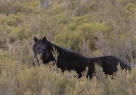 Caballo negro en un camino.