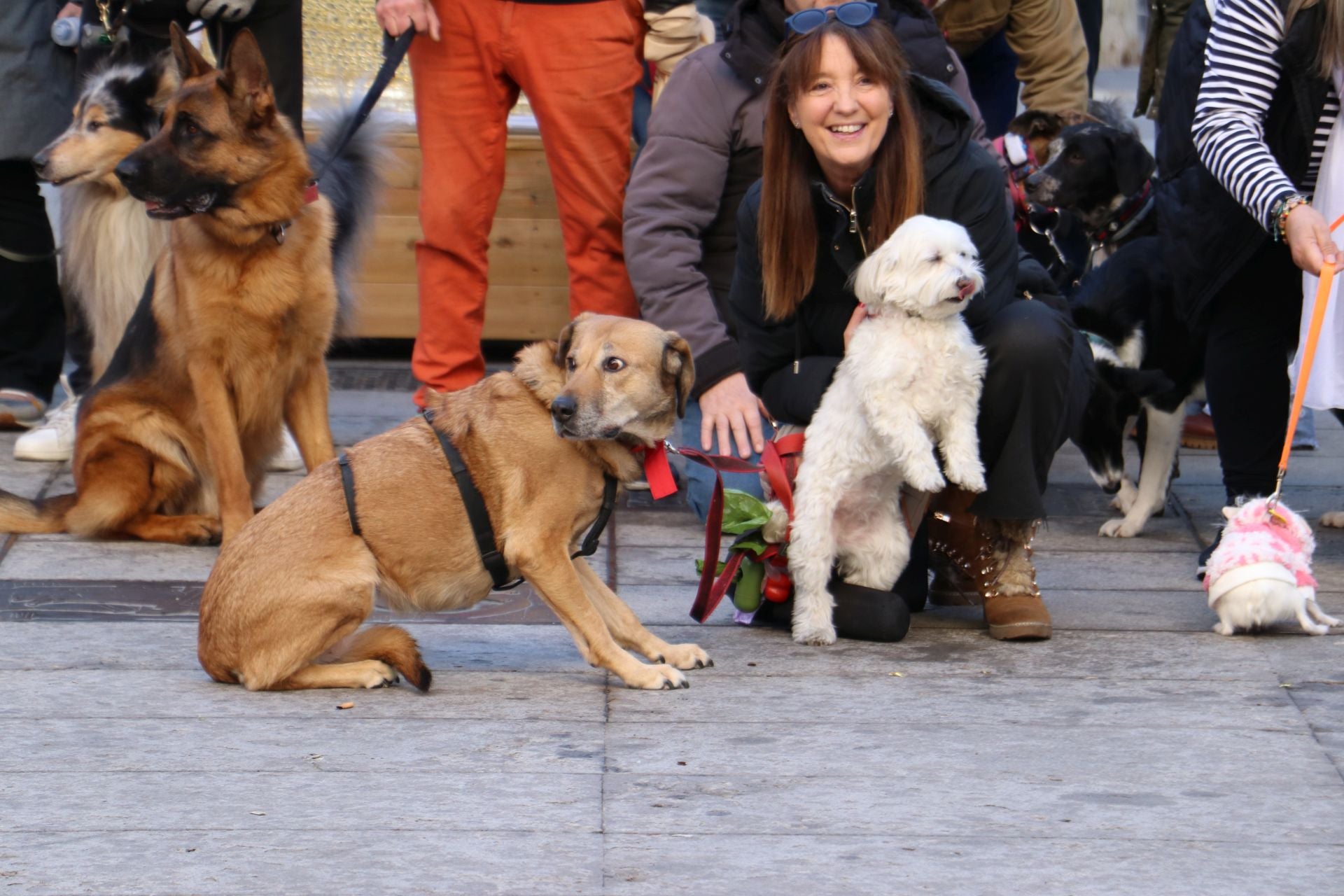 Más de 60 perros en la Cansilvestre.