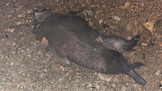 Un jabalí provoca un accidente con tres vehículos implicados en un pueblo de León