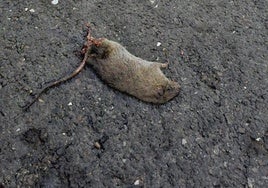 Una rata en la calle Antolín López Peláez de León.