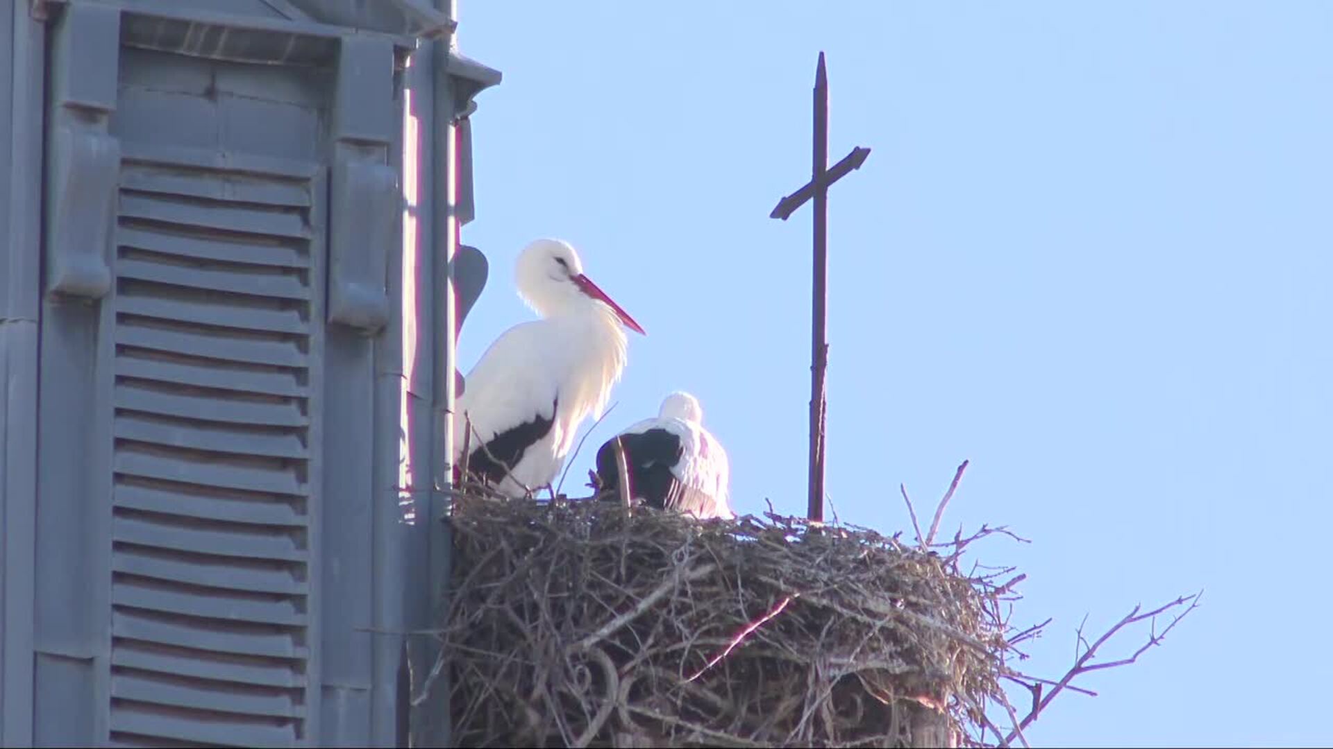 Alcalá de Henares retoma la ruta de las cigüeñas en febrero para celebrar San Blas