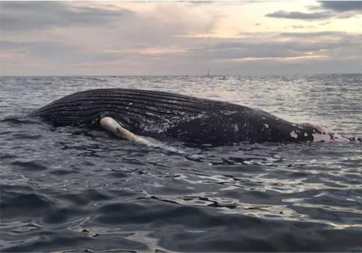 Foto de la ballena encontrada en el mar.