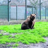 Piden el traslado de los osos del Coto Escolar de León a un santuario