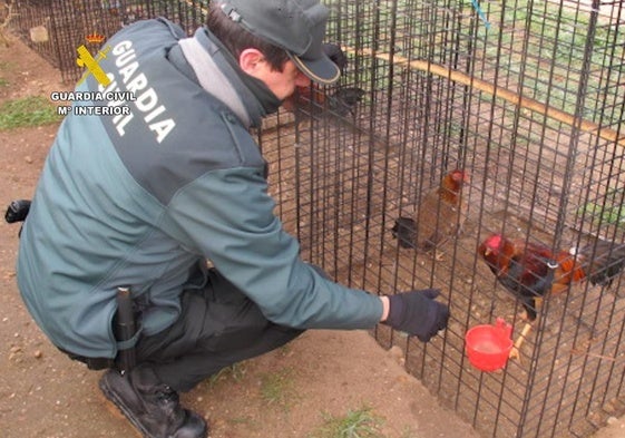 La Guardia Civil localiza en Tudela un criadero ilegal con 136 ejemplares de gallo combatiente español