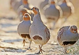 La ULE lidera un estudio liderado sobre la gestión del hábitat de la perdiz pardilla