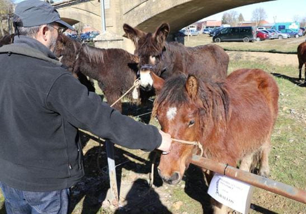 Uno de los ejemplares de caballo de la feria de San Blas en Gradefes