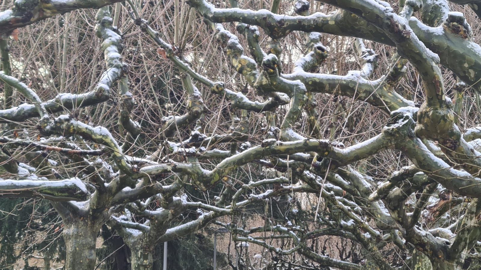 Las imágenes de la nieve en León