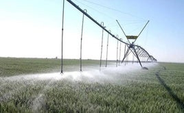 Imagen de un cultivo de regadío en la provincia de León.