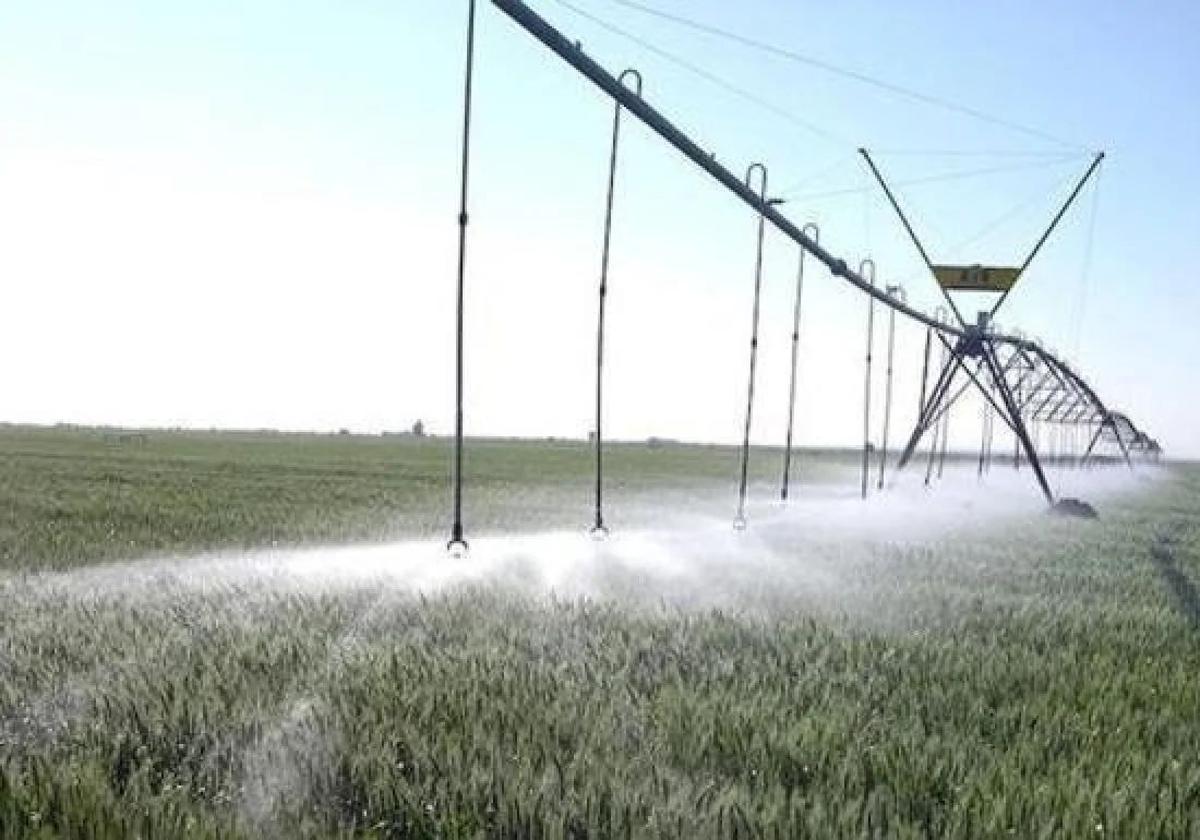 Imagen de un cultivo de regadío en la provincia de León.