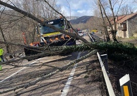 El árbol ha impedido circular por la N-630.