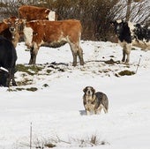 La montaña leonesa, en alerta por nevadas