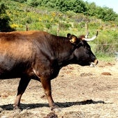 Impulsan un proyecto de cebo local para recuperar la vaca mantequera leonesa