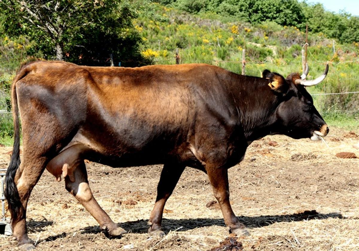 Vaca Mantequera Leonesa de 10 años de edad. Sotillo de la Cabrera (León), 2018.