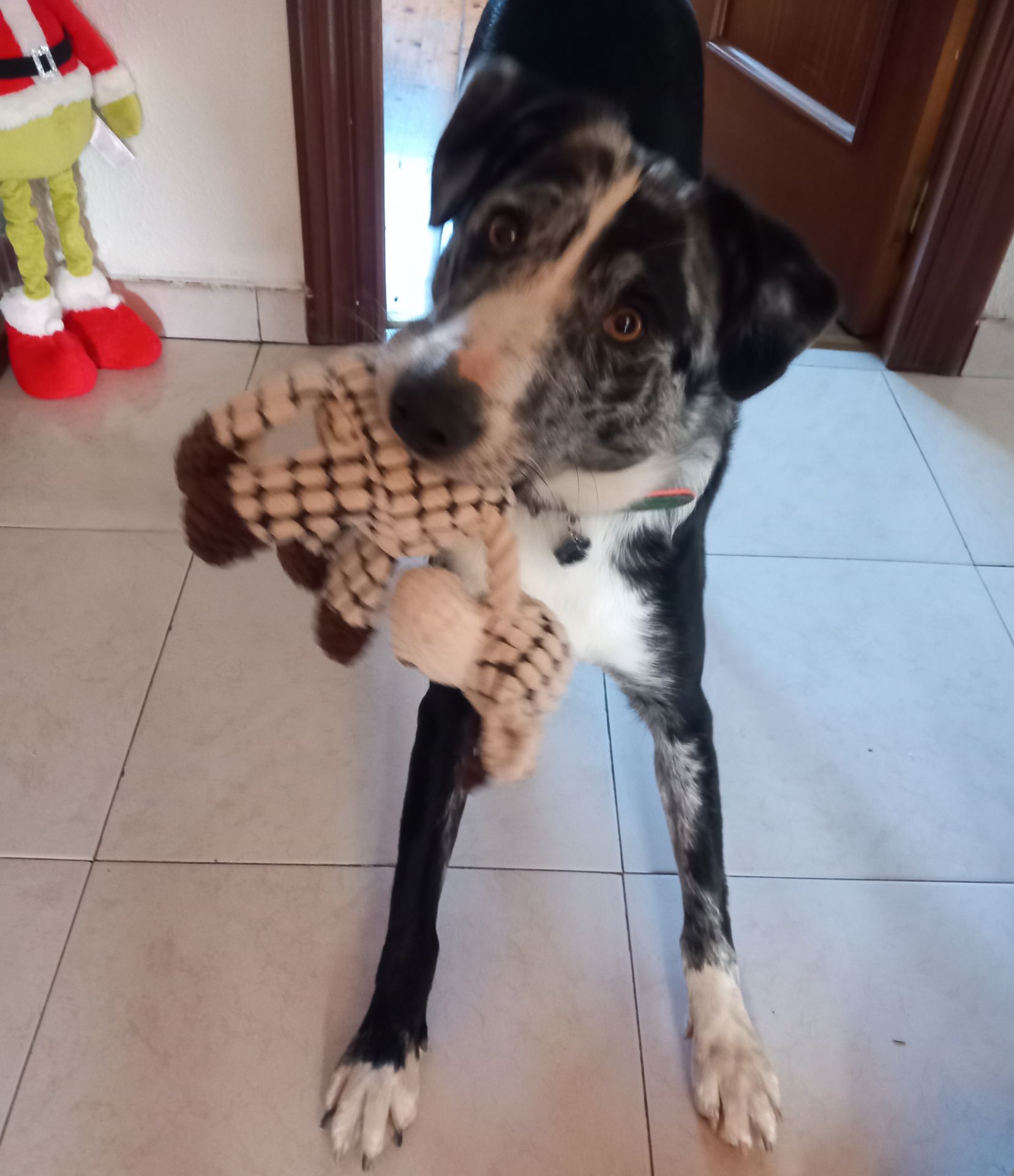 Y esta es Perla, a punto de hacer tres años y compartiendo hogar con Olaf, Bimba y Noemí.