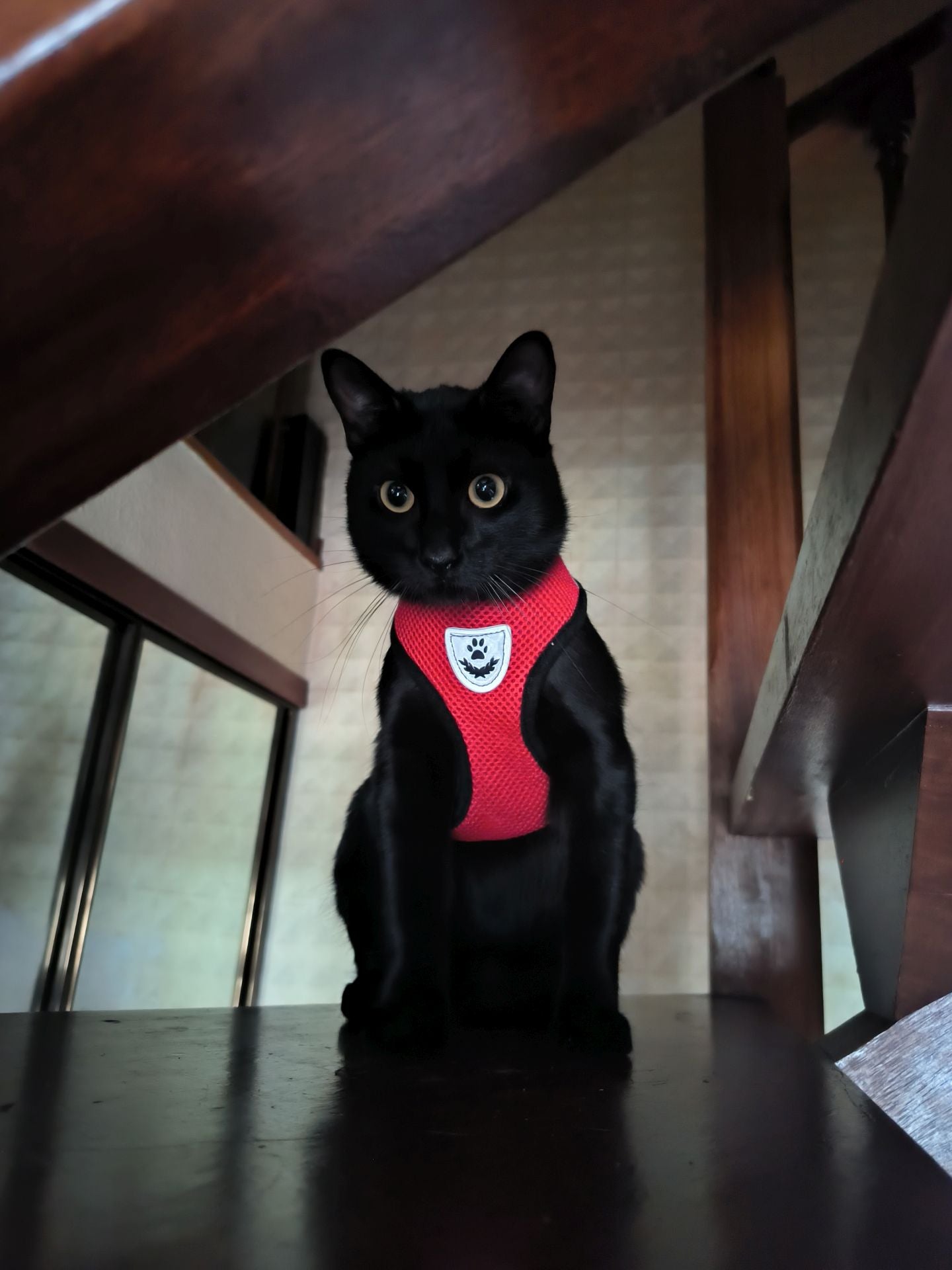 Este es Salem, tiene dos años y así de guapo sale en la foto que manda Lucía.